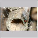 Cacoxenus indagator - Taufliege 02f 2-3mm.jpg